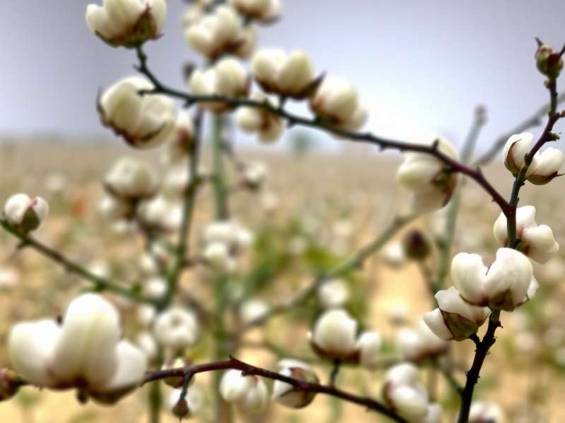 Cotton Trading Champion India Game Interface